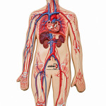 Human Artery and Vein Model